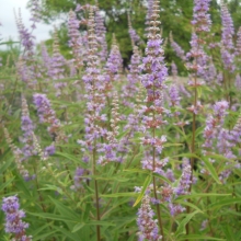 Vitex agnus-castus 