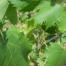 Vitis `Belüj Originalnüj`