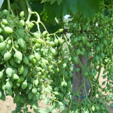 Vitis `Nagyezsda` (szgy)