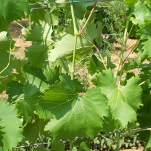 Vitis `Nagyezsda` (szgy)