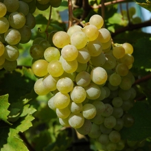 Vitis `Zalagyöngye` (Perle von Zala)