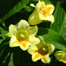 Weigela middendorfiana*