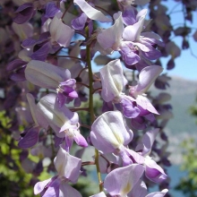 Wisteria floribunda `Lawrence`