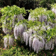 Wisteria floribunda `White Blue Eyes`