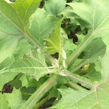 Smallanthus sonchifolius