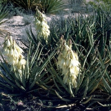 Yucca baccata 