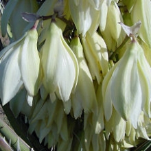 Yucca baccata 