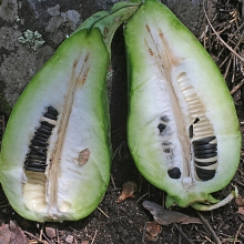 Yucca baccata 