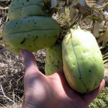 Yucca baccata 