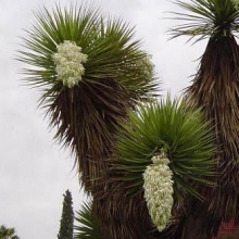 Yucca torreyi