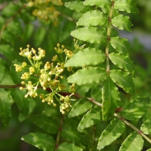 Zanthoxylum piperitum