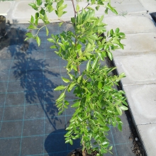 Ziziphus jujuba 'Lizao'