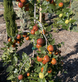 Ziziphus jujuba `Gheri`s Giant`