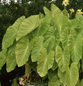 Colocasia esculenta `Maui Gold`