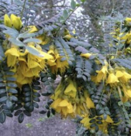 Sophora microphylla `Drago`s Gold`