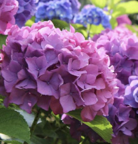 Hydrangea macrophylla `Renate Steiniger`