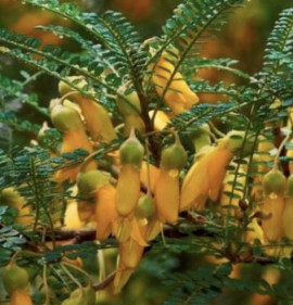 Sophora microphylla `Drago`s Gold`
