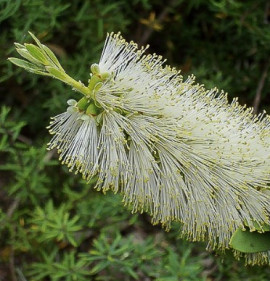 Callistemon citrinus `White Anzac`