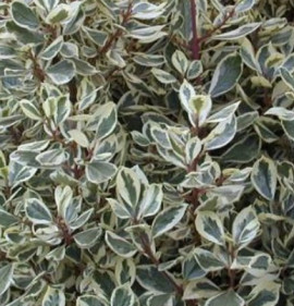 Rhamnus alaternus `Argenteovariegatus`