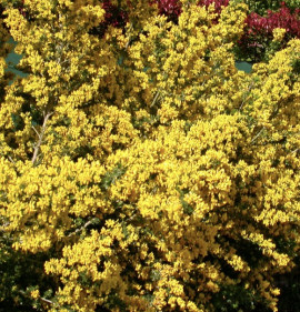 Genista `Parlock`
