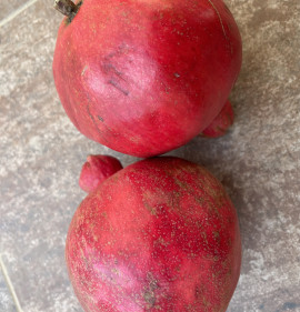 Punica granatum `Qayim Anor`