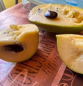 Asimina triloba MAGCSEMETE