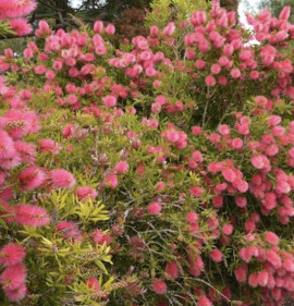 Callistemon salignus `Perth Pink`