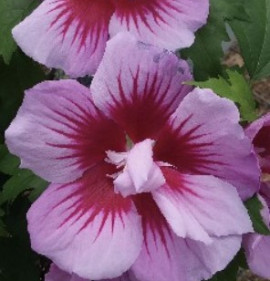 Hibiscus syriacus `Flower Tower Purple`