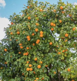Citrus sinensis `Sanguinello (Sanguinelli)`