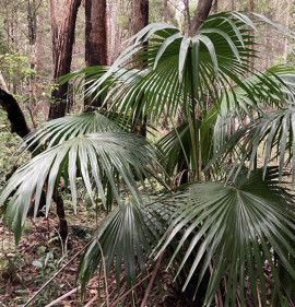 Livistona australis