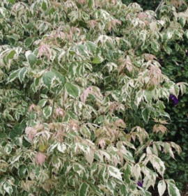 Acer negundo `Flamingo`