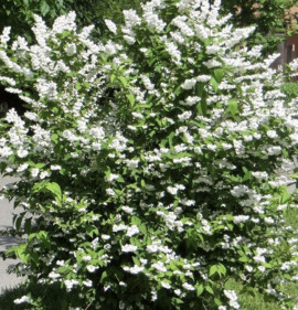 Deutzia scabra `Plena`