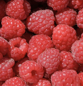 Rubus idaeus `Tulamagic (Tula Magic)`