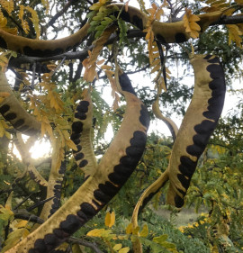 Gleditsia triacanthos `Millwood`