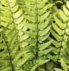 Polystichum tsus-simense (tsussimense)