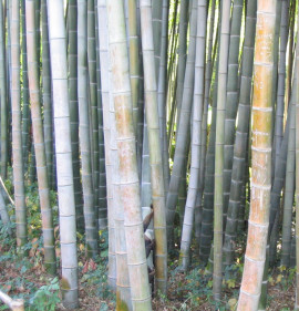 Phyllostachys pubescens, Phyllostachys edulis