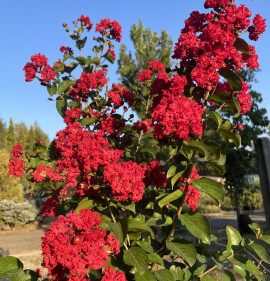 Lagerstroemia `Dynamite`