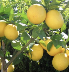 Citrus limon `Meyer`