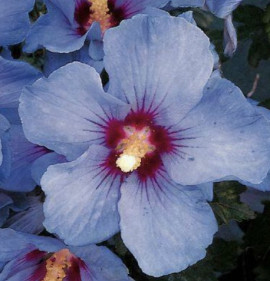 Hibiscus syriacus `Oiseau Bleu` (syn.: Blue Bird)