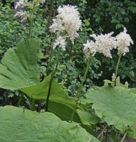 Astilboides (Rodgersia) tabularis 