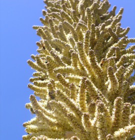 Dasylirion wheelerii CSP