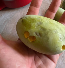 Asimina triloba MAGCSEMETE