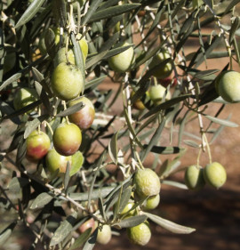 Olea europaea `Verdale de l`Hérault`