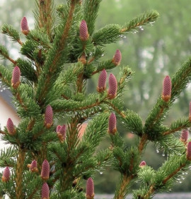 Picea pungens `Lucky Strike`