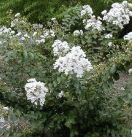 Lagerstroemia `Petite Snow`