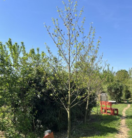 Asimina triloba MAGCSEMETE