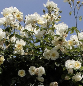 Rosa `City of York`