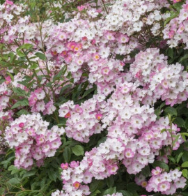 Rosa `Ballerina`