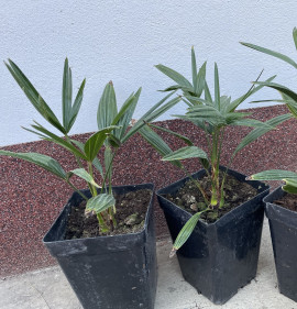 Trachycarpus wagnerianus K3