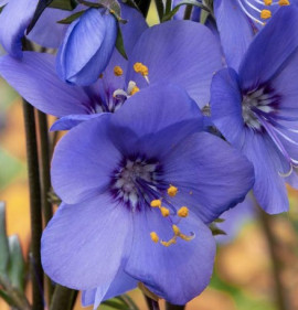 Polemonium `Bressingham Purple`